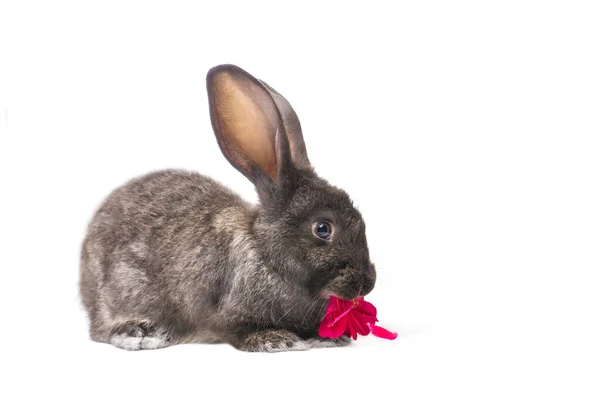 Aislar Conejo Joven Con Flor Roja Sobre Fondo Blanco —  Fotos de Stock