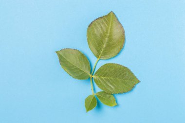 mavi arkaplanda yeşil yapraklar