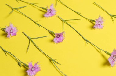 çiçekler sarı bir arka plan üzerinde