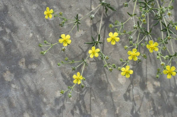 Pequeñas Flores Amarillas Sobre Fondo Hormigón — Foto de Stock