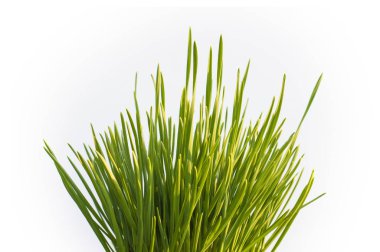 beyaz arka planda taze çimen sapları