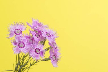 çiçekler sarı bir arka plan üzerinde