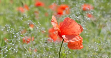 Yeşillik arka planında kırmızı gelincik çiçeği