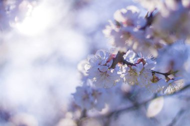 Kayısı çiçeği, kalp şekli bulanık bokeh