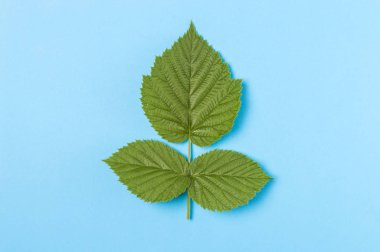 three green leaves on a blue background