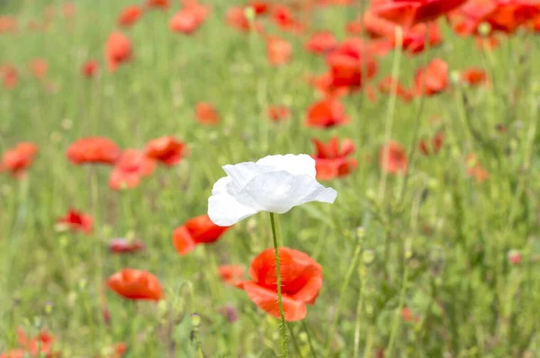 white poppy flower on red poppies background