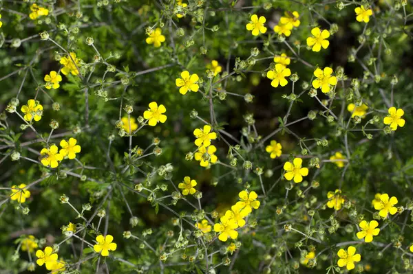 Textura Pequeñas Flores Amarillas Crecen Dispersión — Foto de Stock