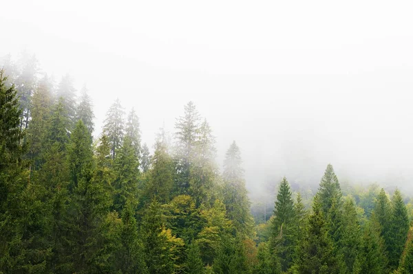 Горные Склоны Лес Холмы Утренний Туман — стоковое фото