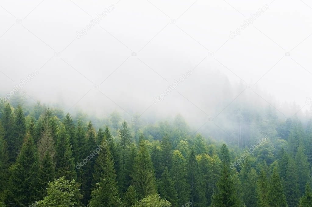 mountain slopes, forest, hills, morning fog