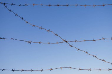 Dikenli teller gökyüzüne karşı