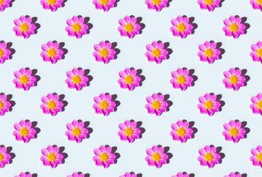 mavi arka plan üzerinde mor çiçek