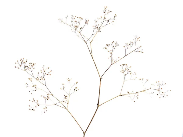 Beyaz arka planda kuru çimen sapları