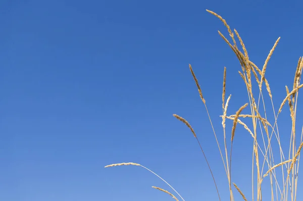 Tiges Herbe Sèche Contre Ciel — Photo