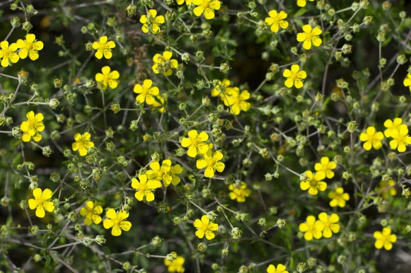 Textura Pequenas Flores Amarelas Crescem Dispersão — Fotografia de Stock