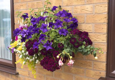 Renkler için geniş bir yelpazesi ile büyük asılı sepet çiçek 