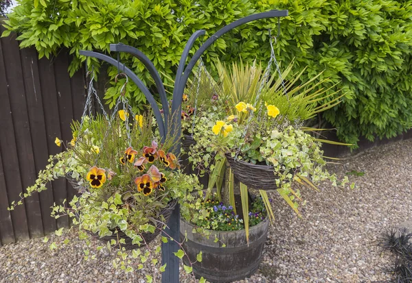 Kedjade ampel med vintern blommande penséer — Stockfoto