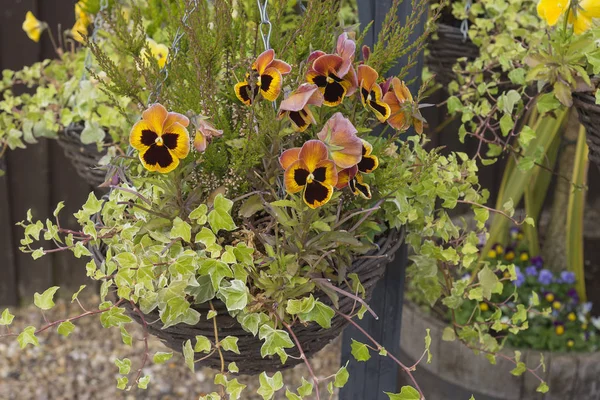 Chained hanging basket with winter flowering pansies — Stock Photo, Image