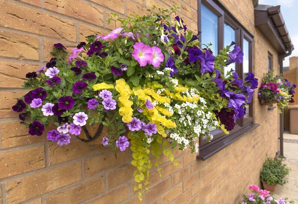 Grande cesto appeso di fiori con una vasta gamma di colori per — Foto Stock