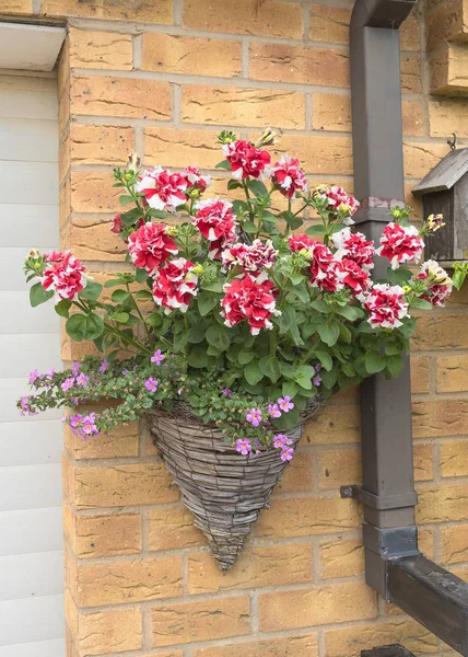 Rieten mand met multi-gekleurde roze en wit petunia opknoping — Stockfoto