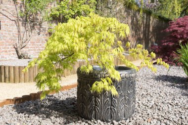 Acer palmatum ya da bir kapsayıcı içindeki büyüyen Japon akçaağaç çalı 