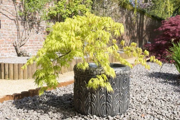 Acer palmatum o arbusto di acero giapponese che cresce in un contenitore in — Foto Stock