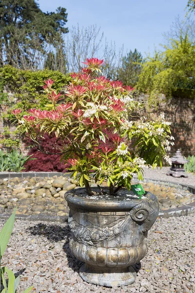 Pieris arbusto cultivado en un recipiente de grava con colorido rojo le — Foto de Stock