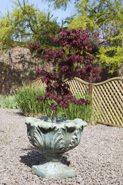 Acer palmatum or Japanese maple shrub growing in a container in — Stock Photo, Image