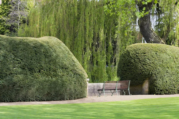 Садовая скамейка выходит на невидимый вид, окруженный вечнозелеными кустарниками — стоковое фото