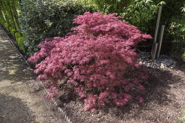 Acer palmatum eller Japansk lönn buske växer en oramental gard — Stockfoto