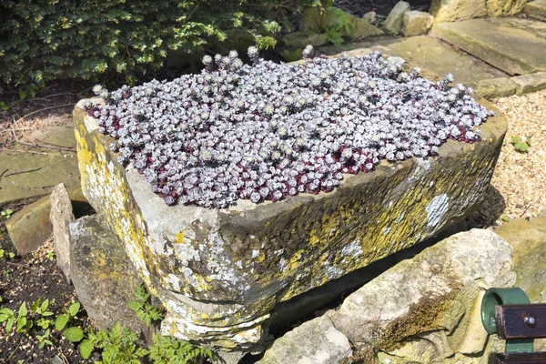 Small stone trough container full of purple flowering saxifrage — Stock Photo, Image