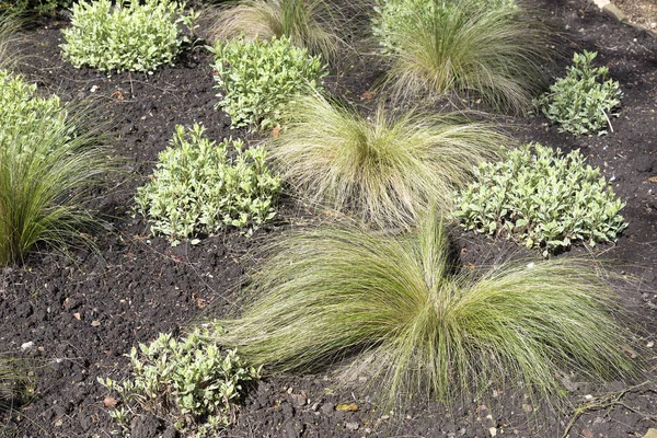 装饰;观赏;花园;草;室外;绿色;植物;那 — 图库照片