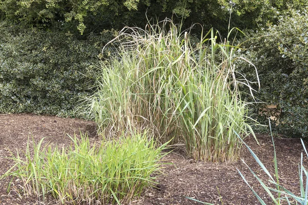 Hohe bunte Gräser als Besonderheit in einem angelegten Garten. — Stockfoto