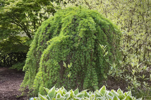 Larix kaempferi или японская лиственница в садовом остроумии — стоковое фото