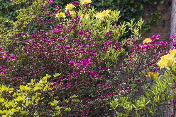 Azalea bushes planted in a corner of a garden in the shelter of — Stock Photo, Image