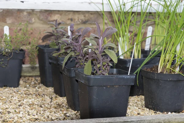 Purple sage plants in black plastic pots ready for planting in t — Stock Photo, Image