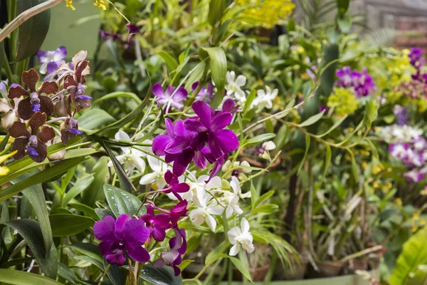 Peradeniya Botanical Gardens Kandy Sri Lanka Esposizione Orchidee Altre Piante — Foto Stock