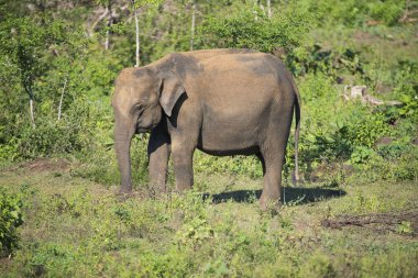 Udawalawe, Sri Lanka: National Park Asian Elephants many rehabilitated from sanctuary.