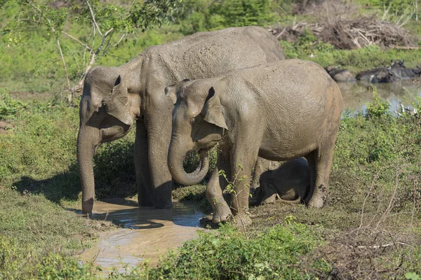 Udawalawe Sri Lanka Parc National Eléphants Asie Beaucoup Réhabilités Sanctuaire — Photo