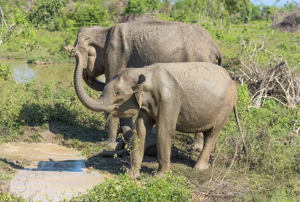 Udawalawe Sri Lanka Parco Nazionale Elefanti Asiatici Molti Riabilitati Dal — Foto Stock