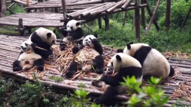 Bir grup yetişkin panda bambu yemek.