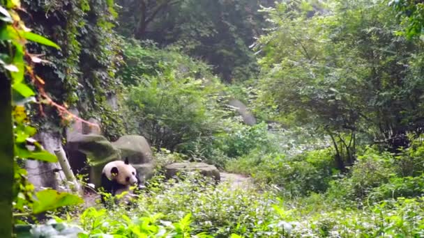 Solitario Oso Panda Adulto Selva — Vídeos de Stock