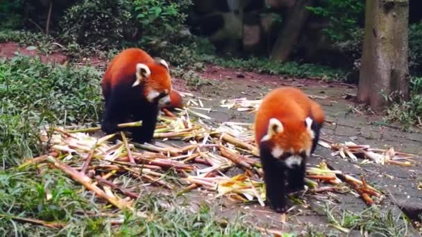 Oso Panda Rojo Comiendo Hojas Bambú — Vídeos de Stock