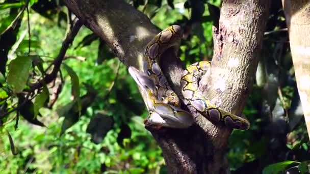 Une main tenant bâton essayant d'attraper le serpent Phyton tout en s'échappant sur l'arbre .