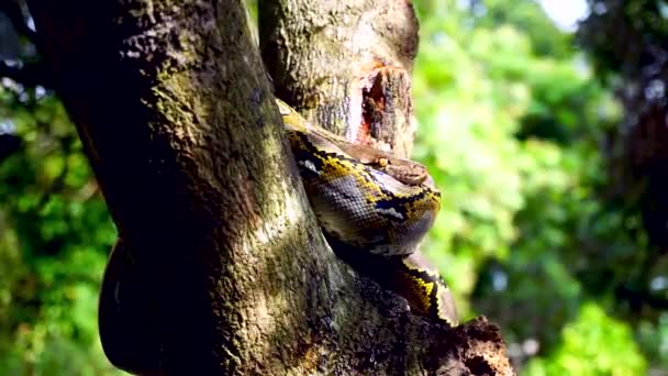 Beautiful Close Phyton Snake Rest Tree — Stock Video