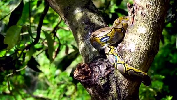 Beau Gros Plan Phyton Serpent Repose Sur Arbre — Video