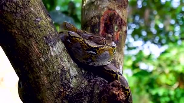美丽的特写 Phyton 蛇在树上休息 — 图库视频影像
