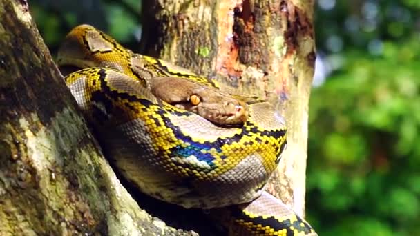 Beautiful Close Phyton Snake Rest Tree — Stock Video