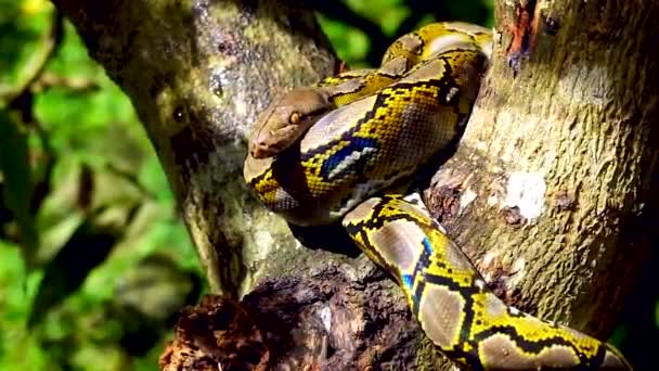 美丽的特写 Phyton 蛇休息在树上 放大运动 — 图库视频影像