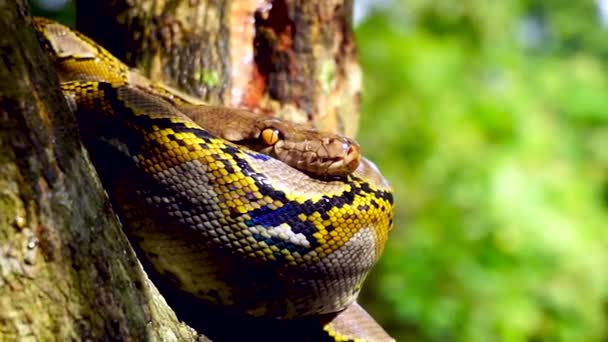 すぐに美しいをフィトンの蛇の残り木 — ストック動画