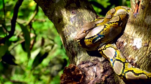 すぐに美しいをフィトンの蛇の残り木 — ストック動画